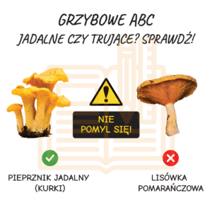 Grzybowe ABC - gazetka klasowa